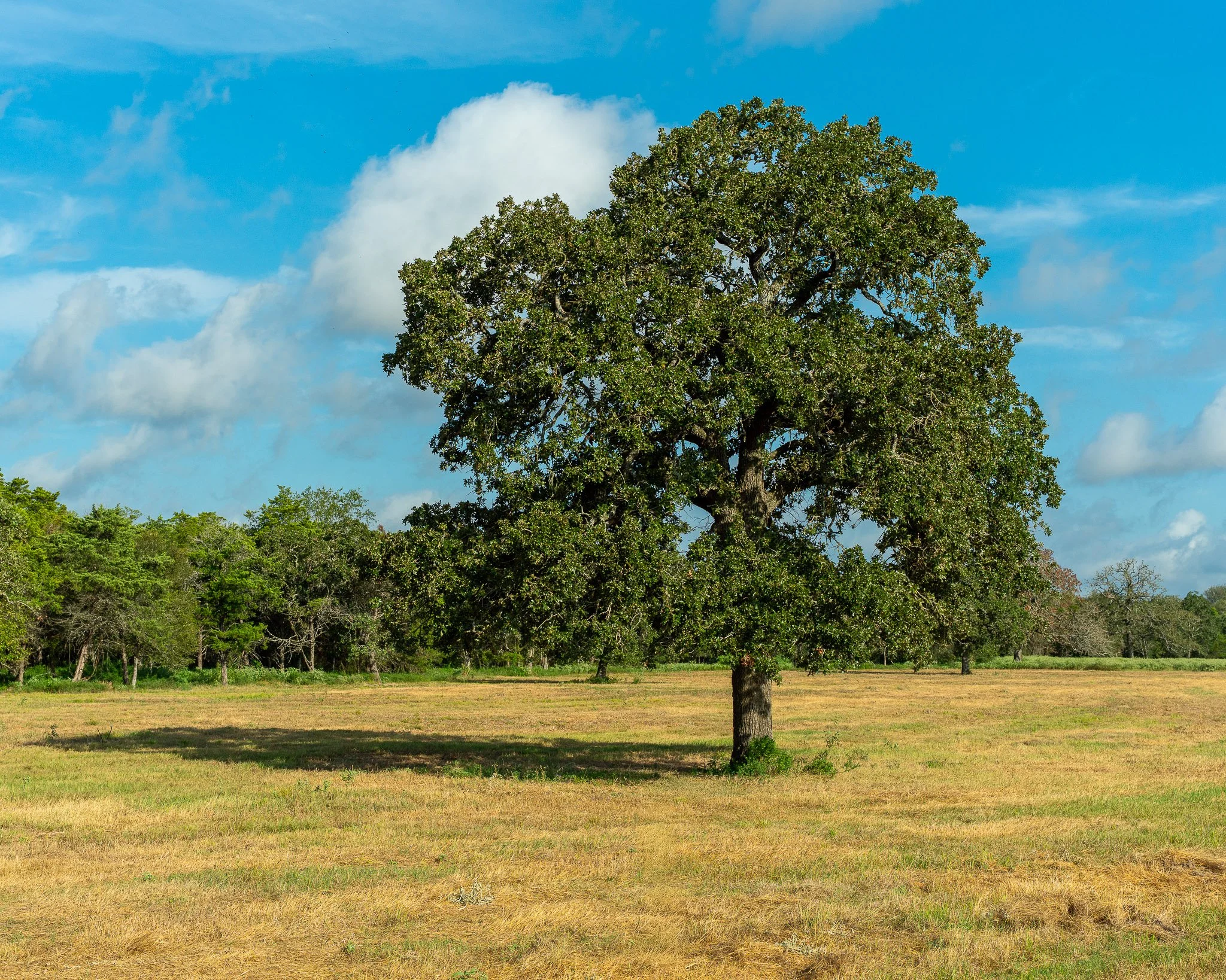 portrait-smithville-3.jpg