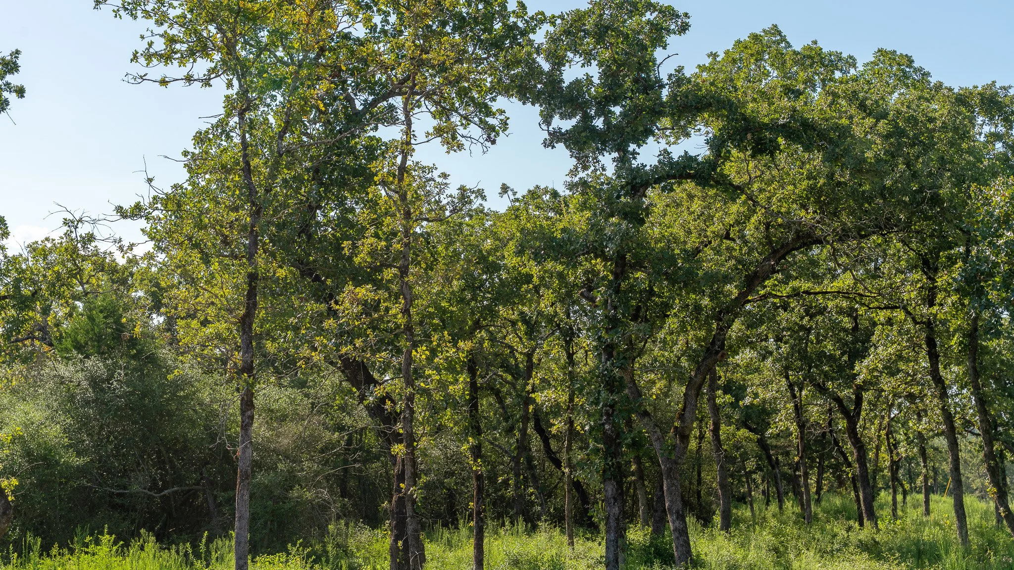 landscape-crestwood-63.jpg