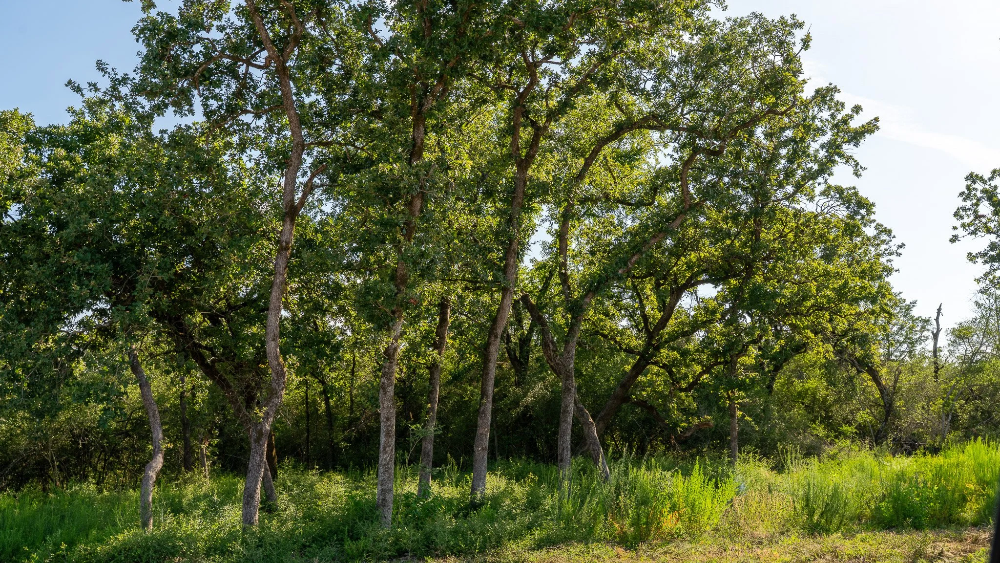 landscape-crestwood-64.jpg