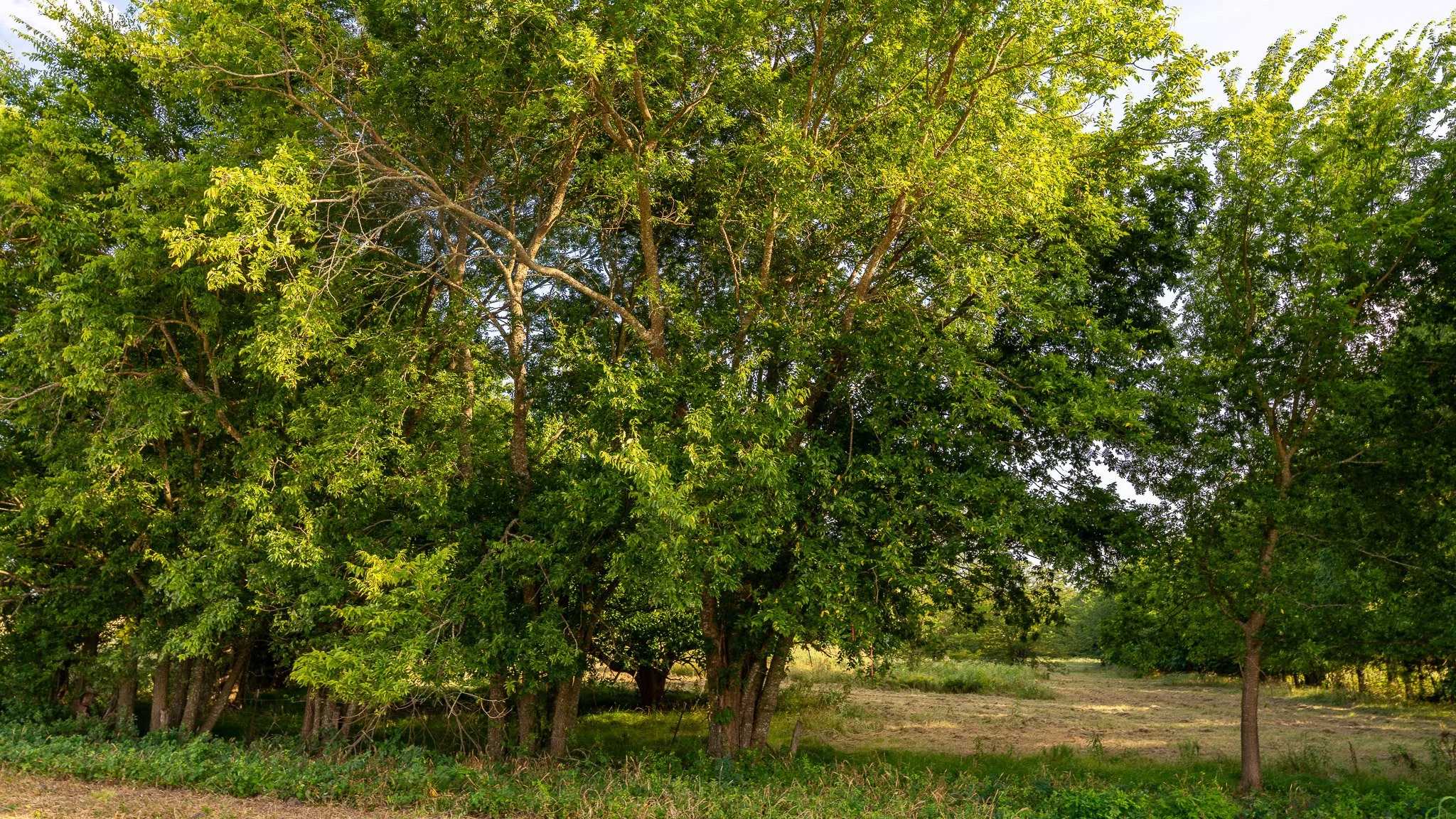 landscape-ground-summerdale--13.jpg