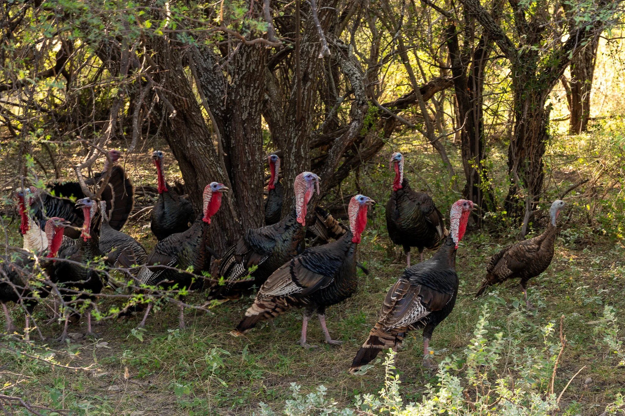 Blue_Rooster_Ranch-6.jpg