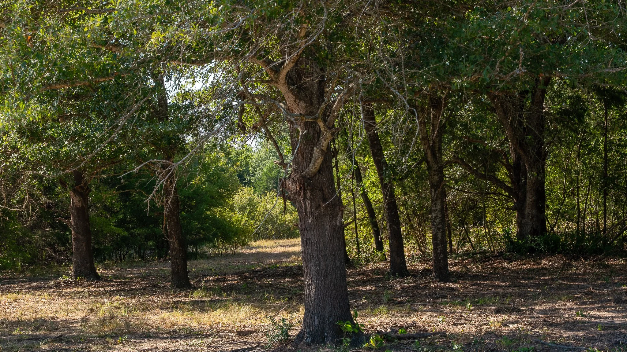 landscape-crestwood-54.jpg