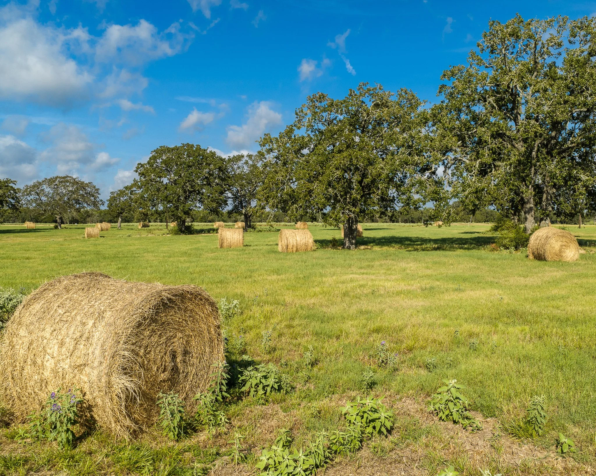 portrait-smithville-16.jpg