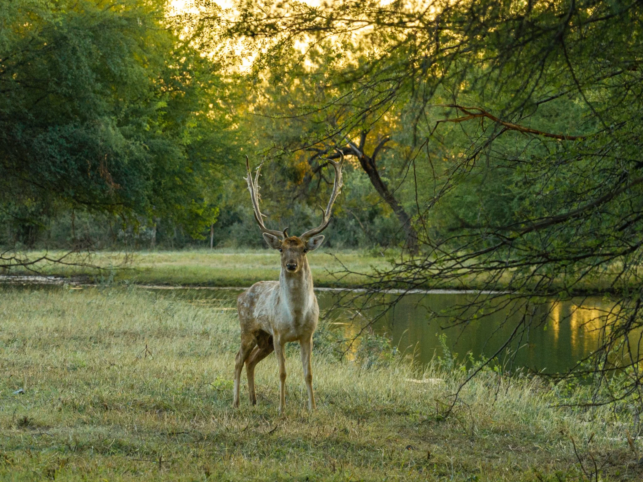 Blue_Rooster_Ranch-79.jpg