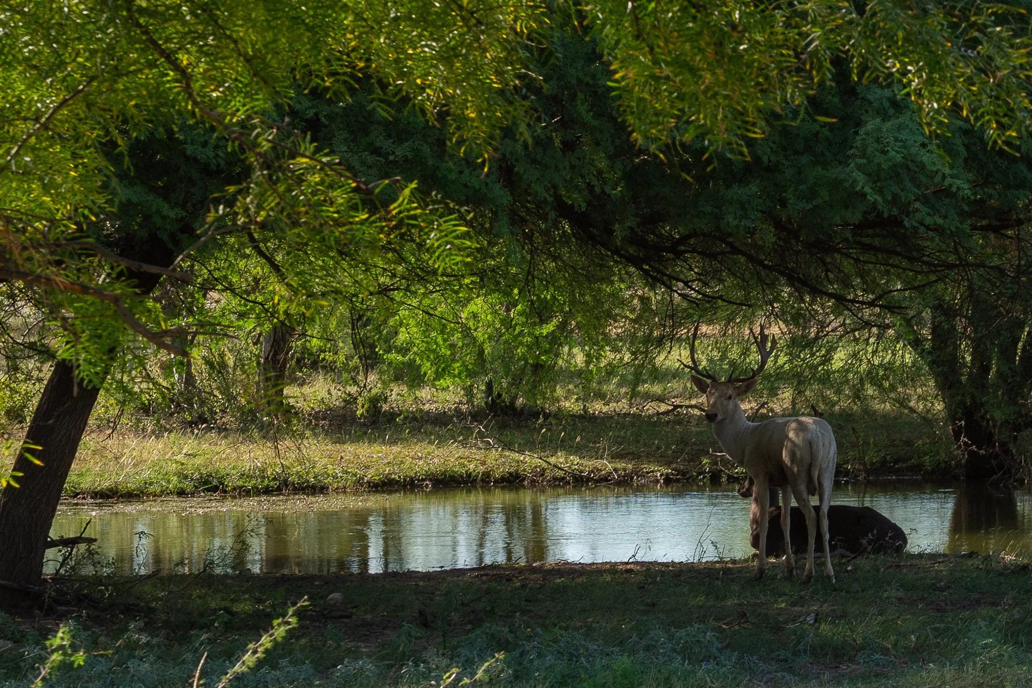 Blue_Rooster_Ranch-5.jpg