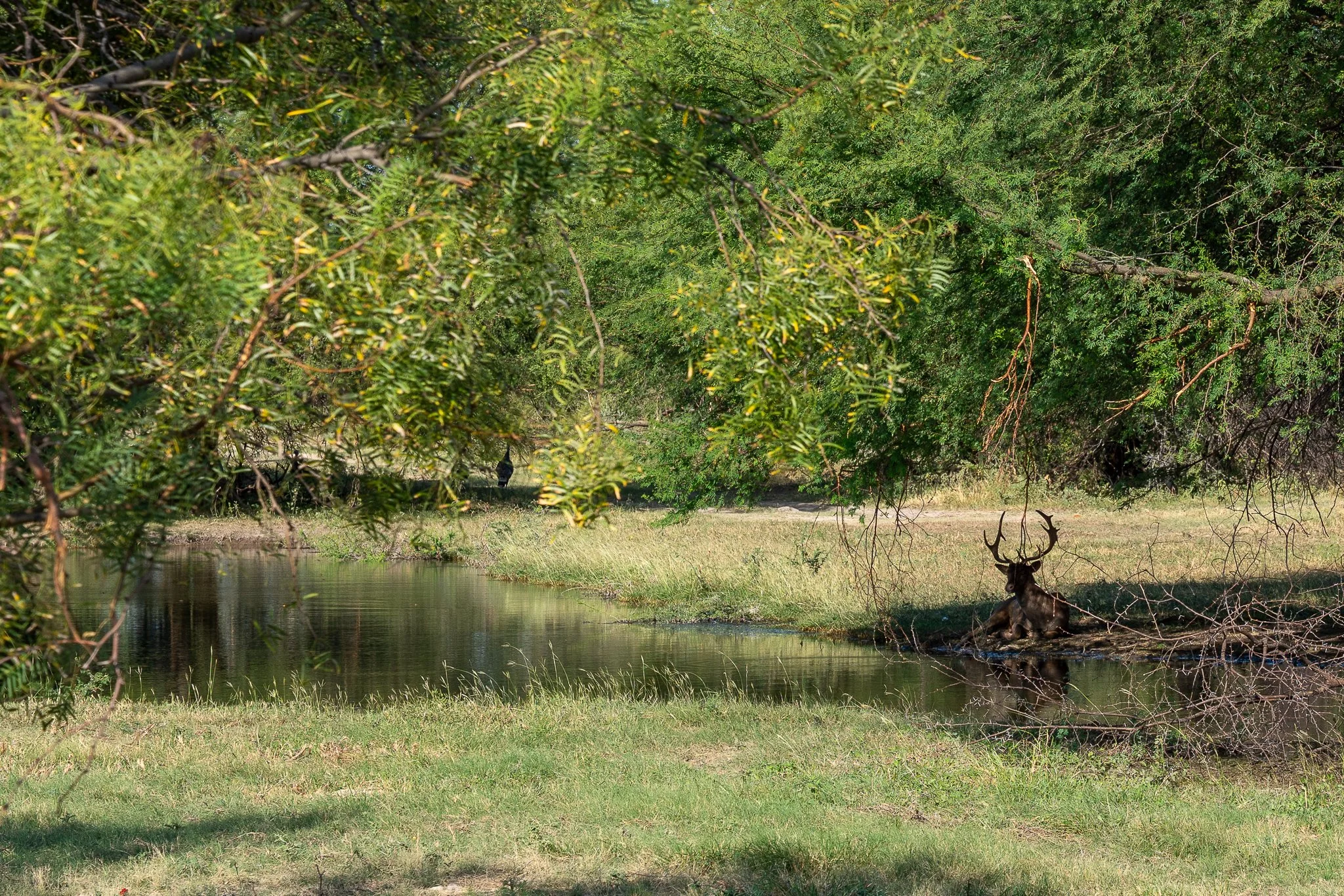 Blue_Rooster_Ranch-4.jpg