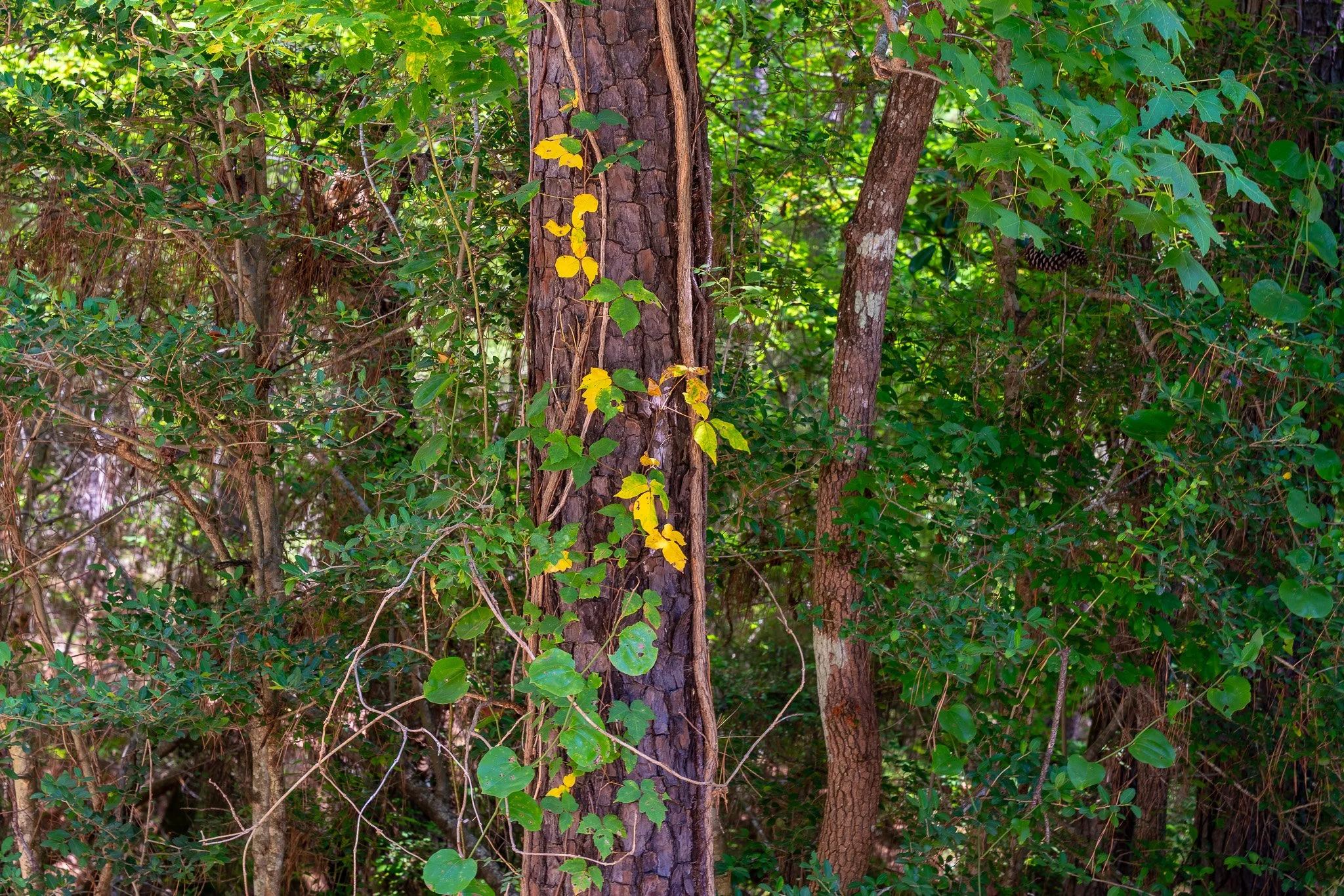 woodville-75.jpg
