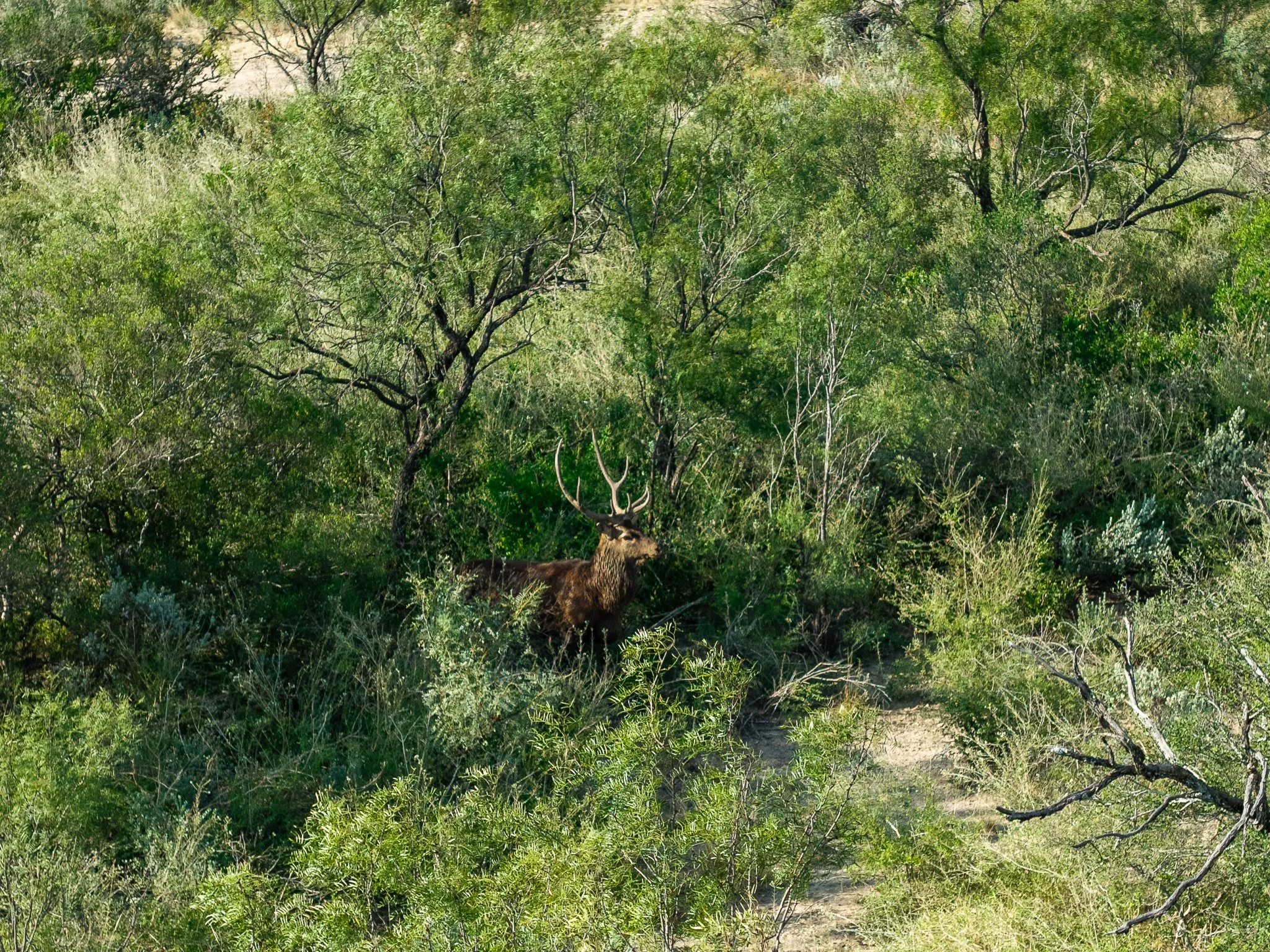 Blue_Rooster_Ranch-35.jpg