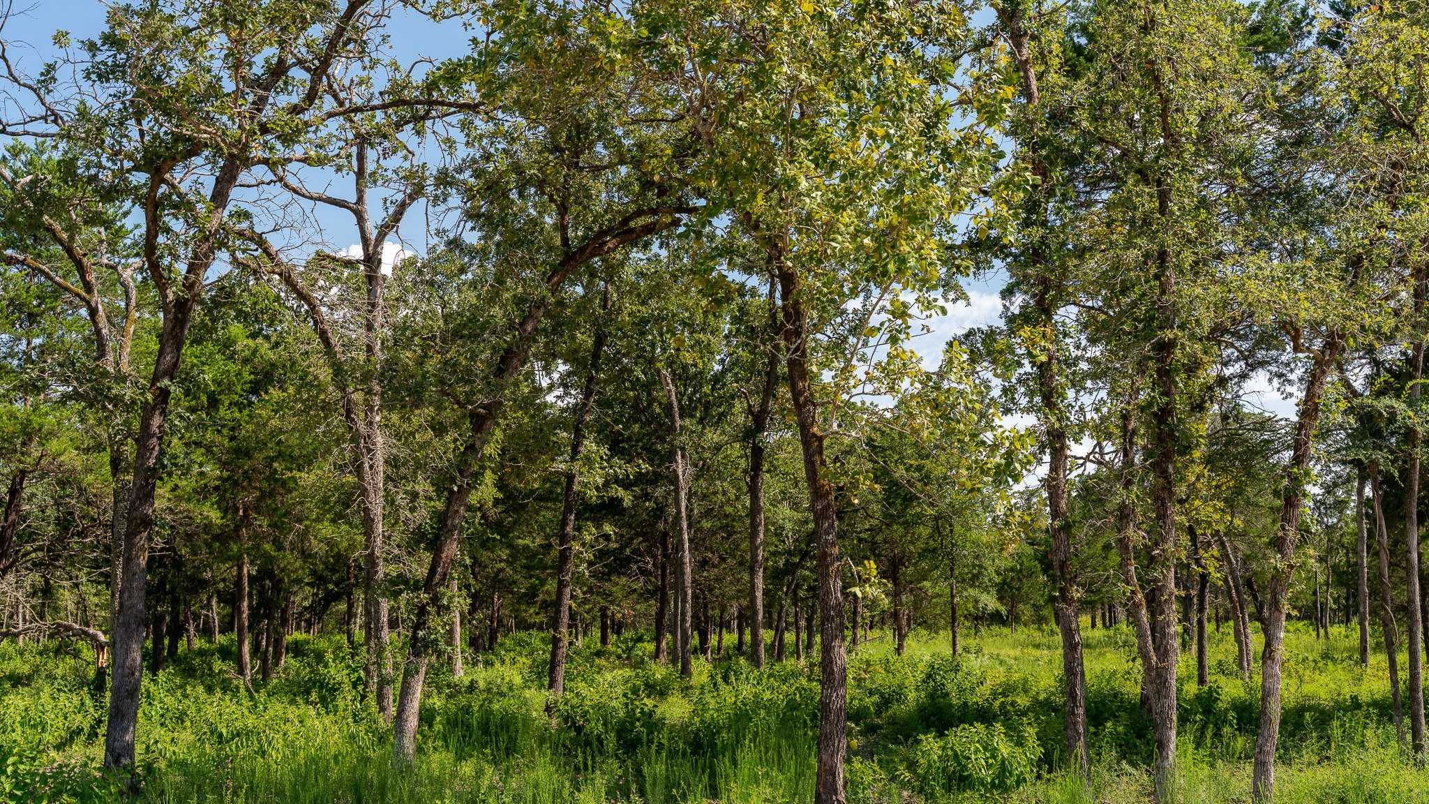landscape-crestwood-30.jpg