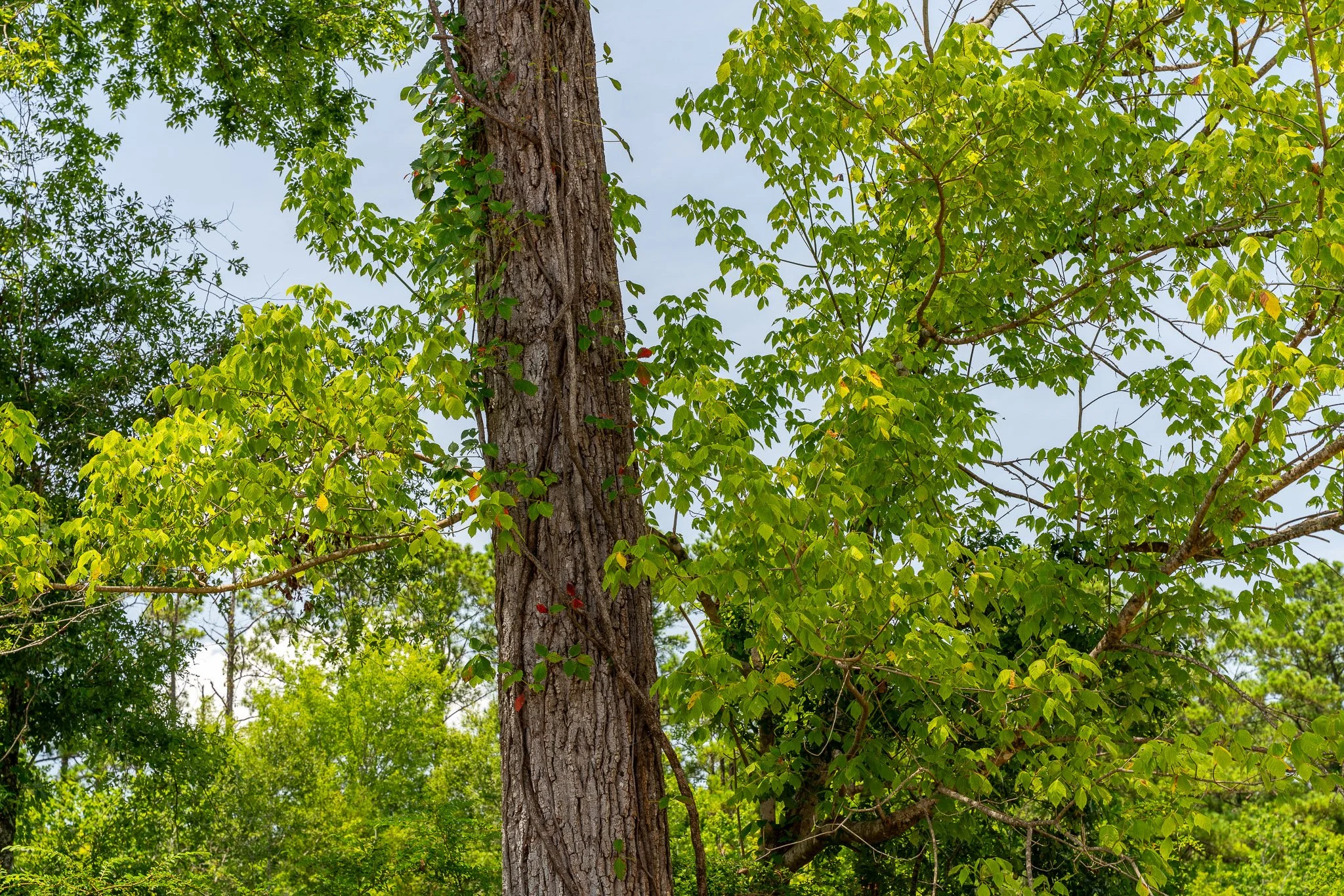woodville-89.jpg