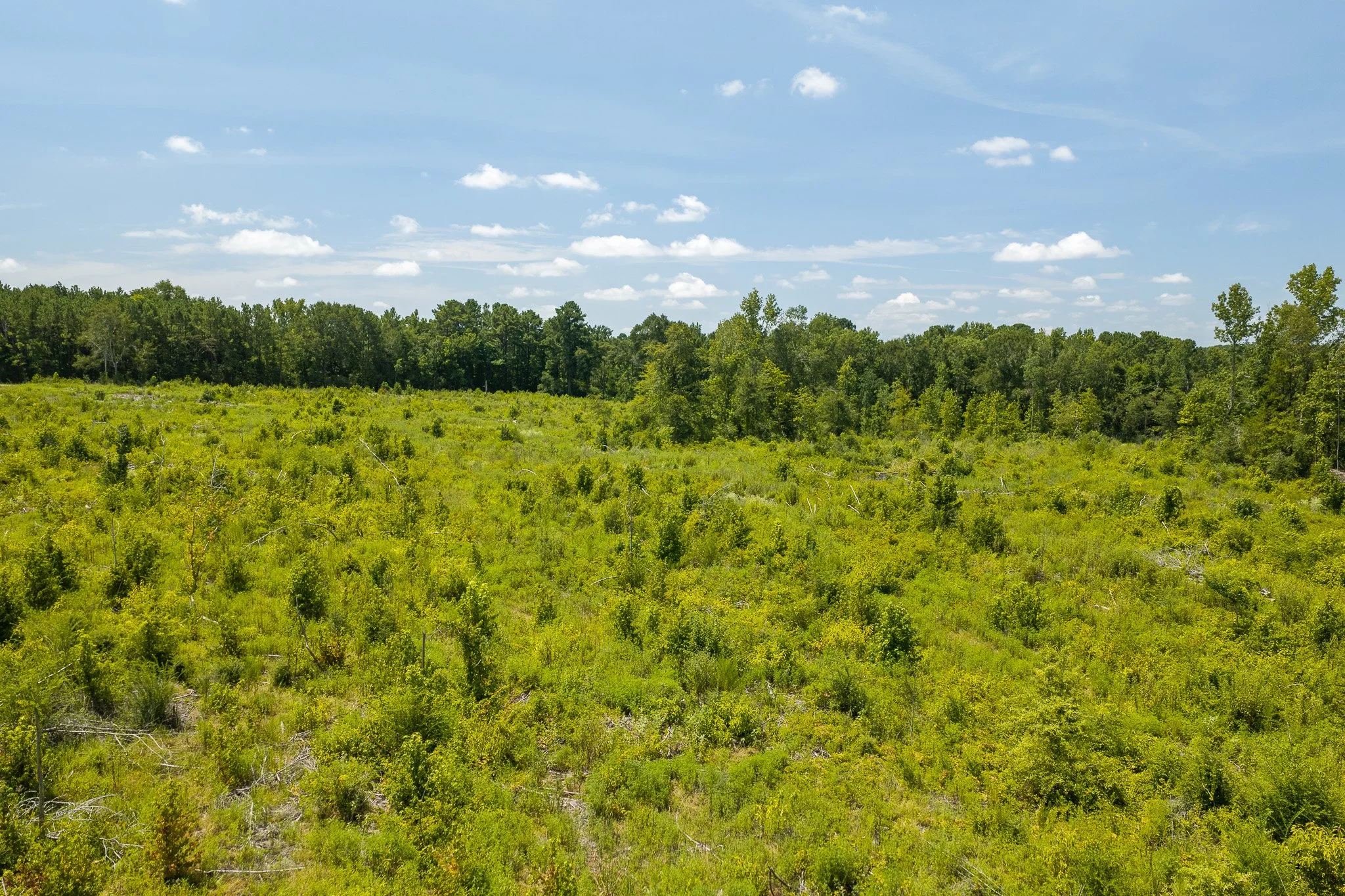 woodville-10.jpg