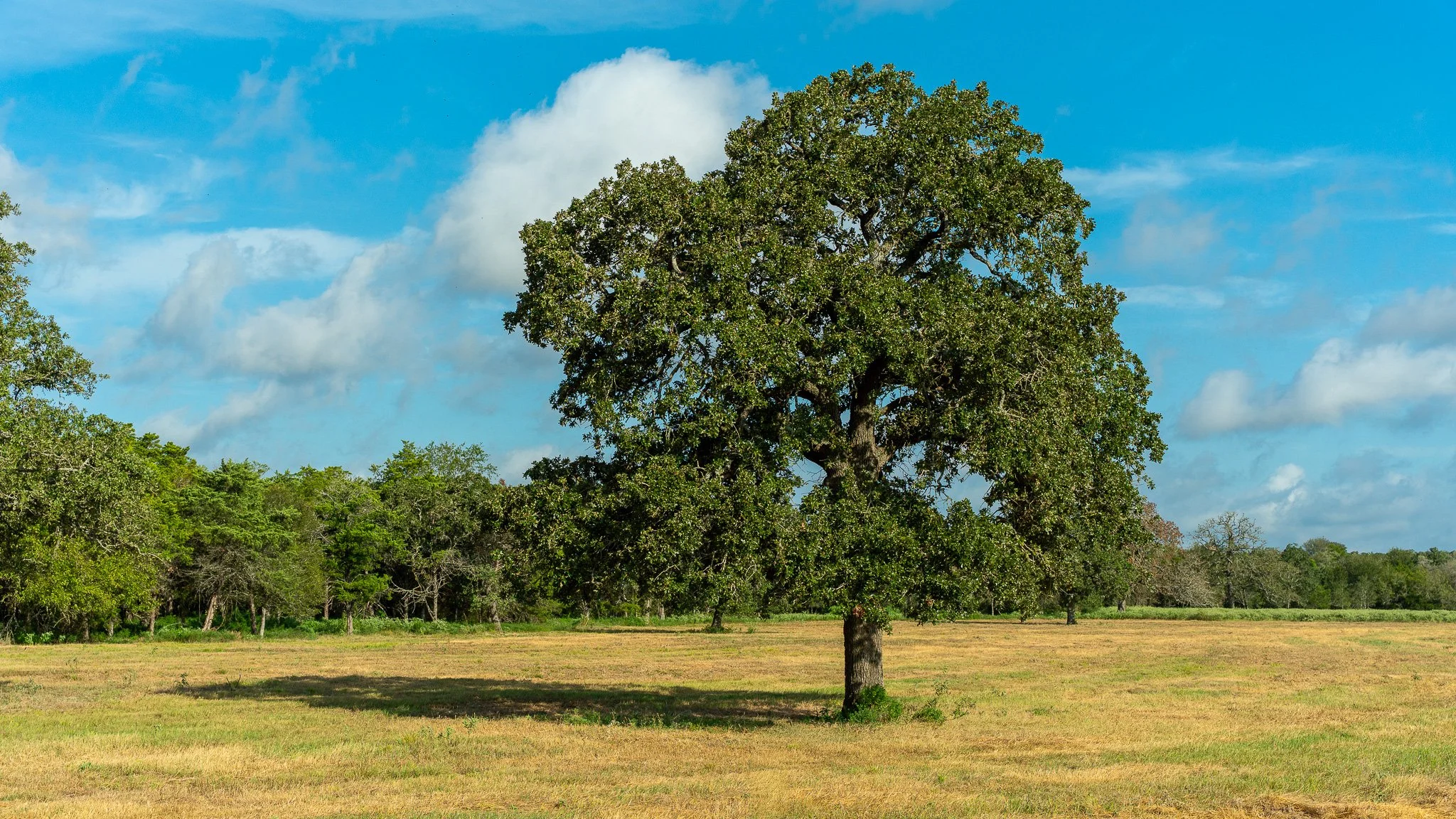 landscape-smithville-3.jpg