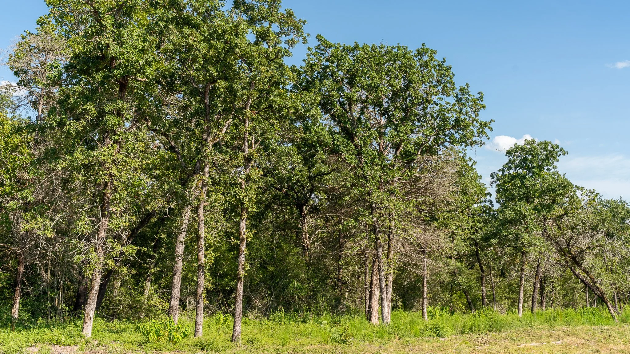 landscape-crestwood-33.jpg