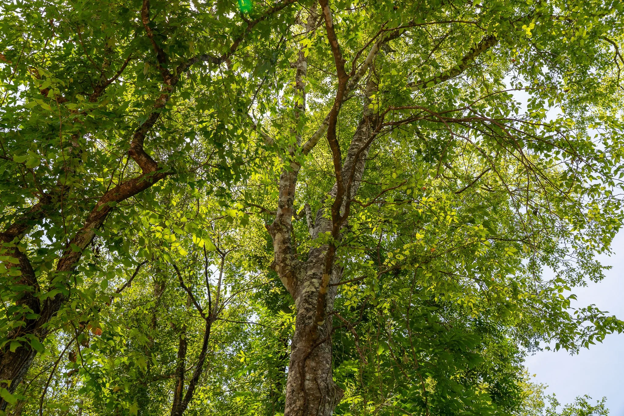 woodville-90.jpg