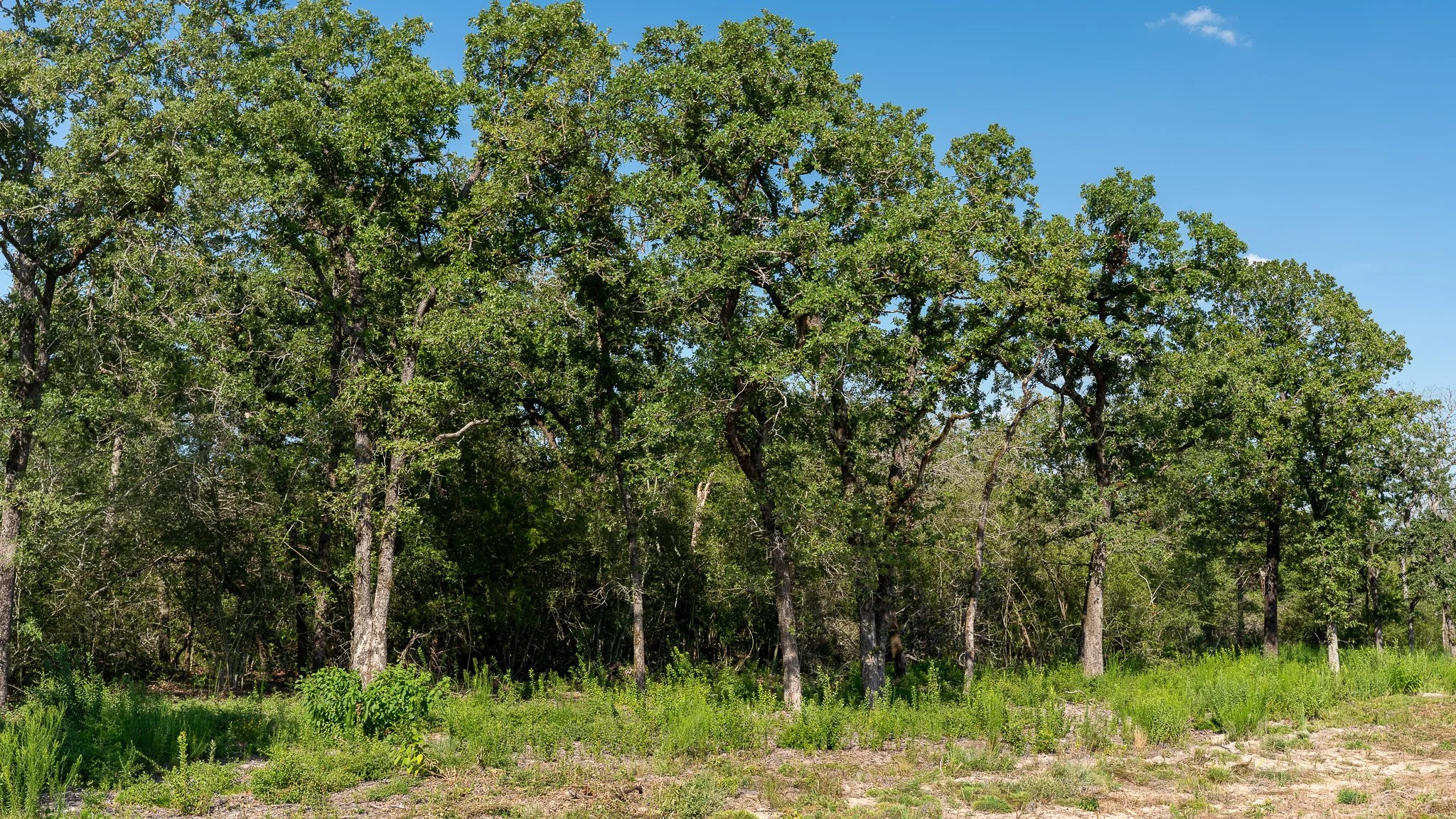 landscape-crestwood-39.jpg