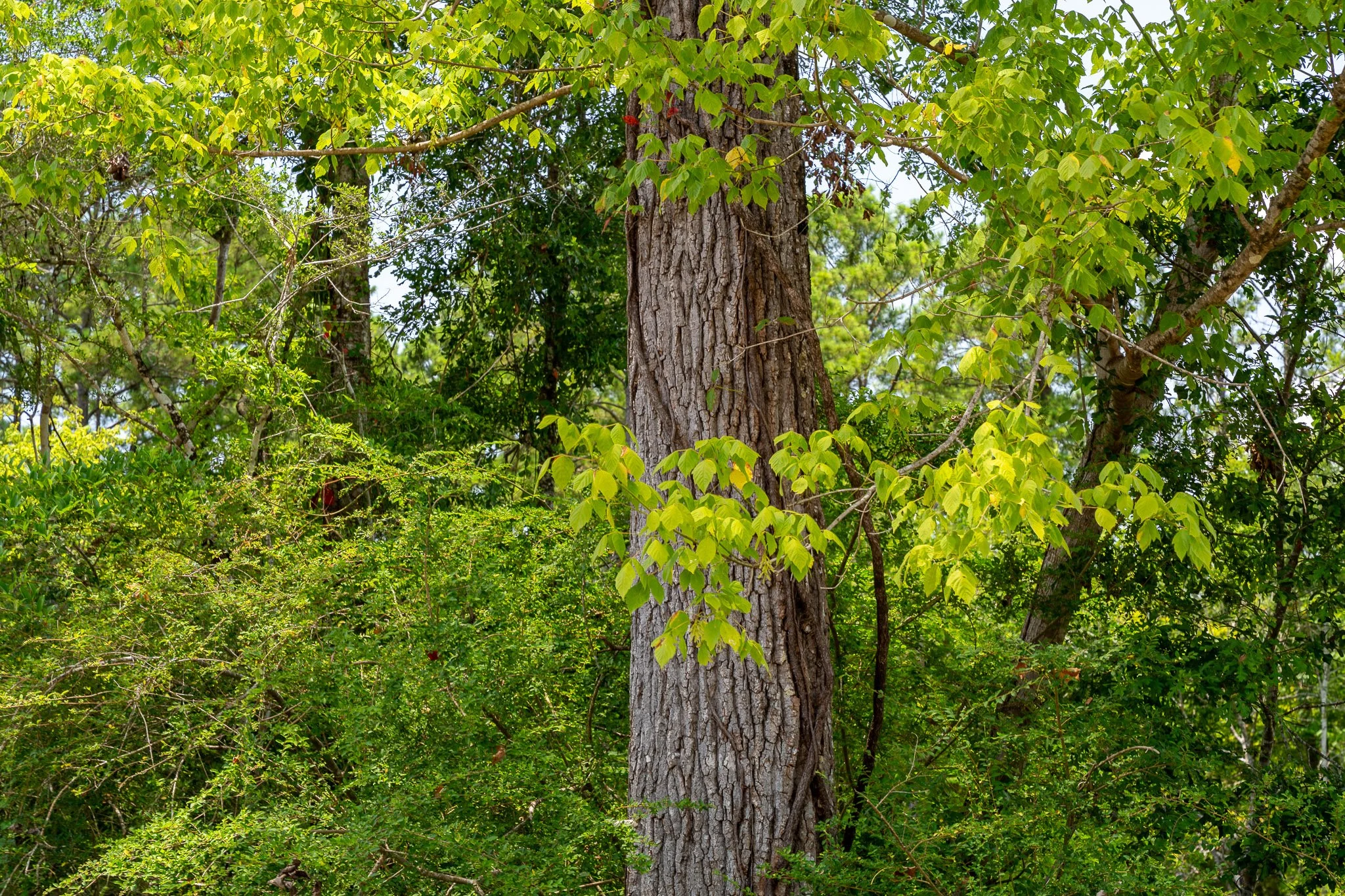 woodville-87.jpg