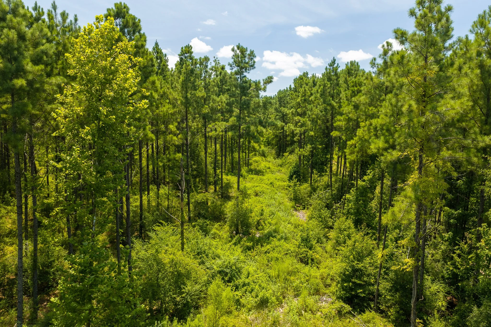 woodville-27.jpg