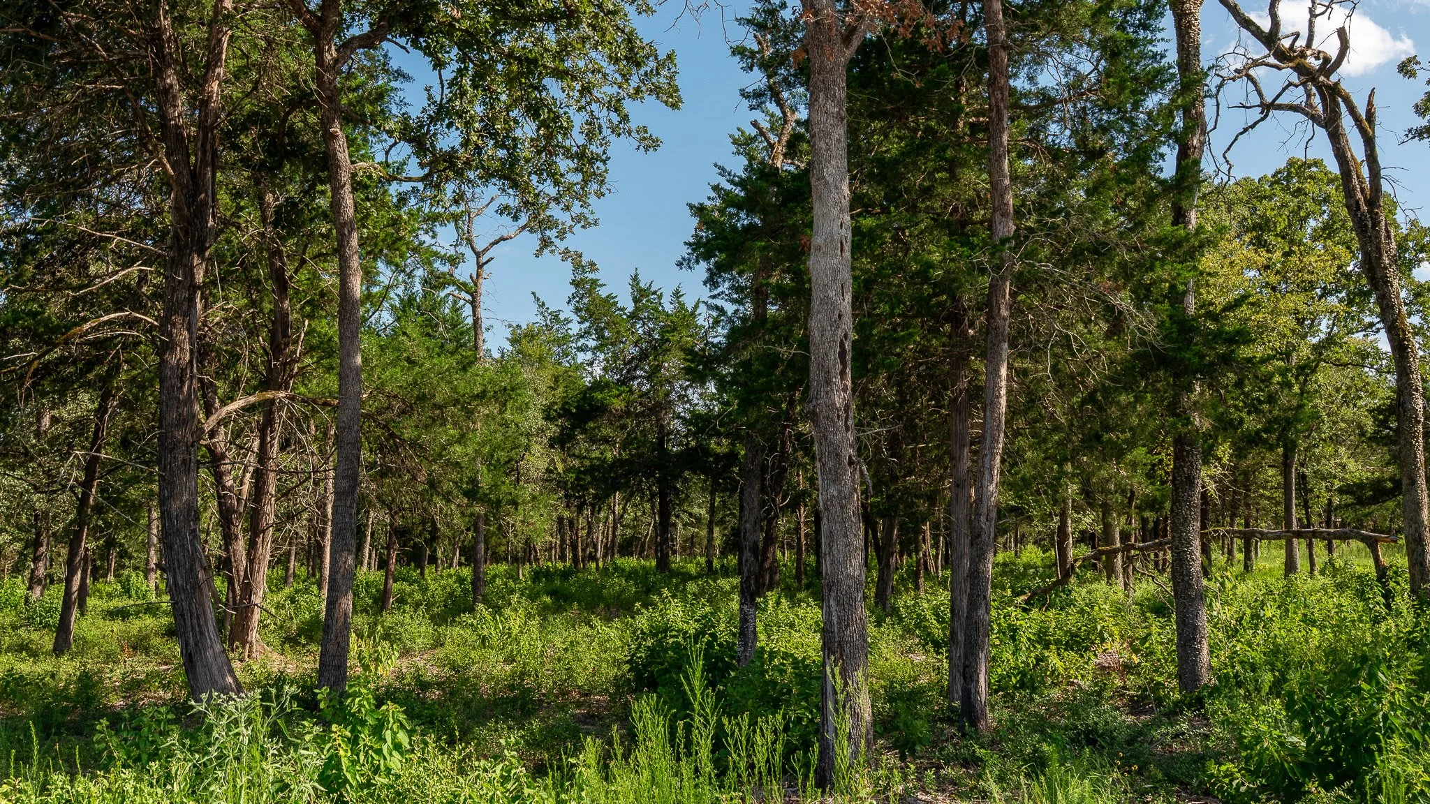 landscape-crestwood-57.jpg