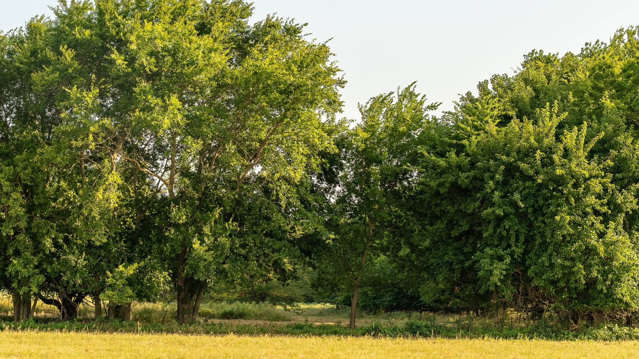 landscape-ground-summerdale--9.jpg