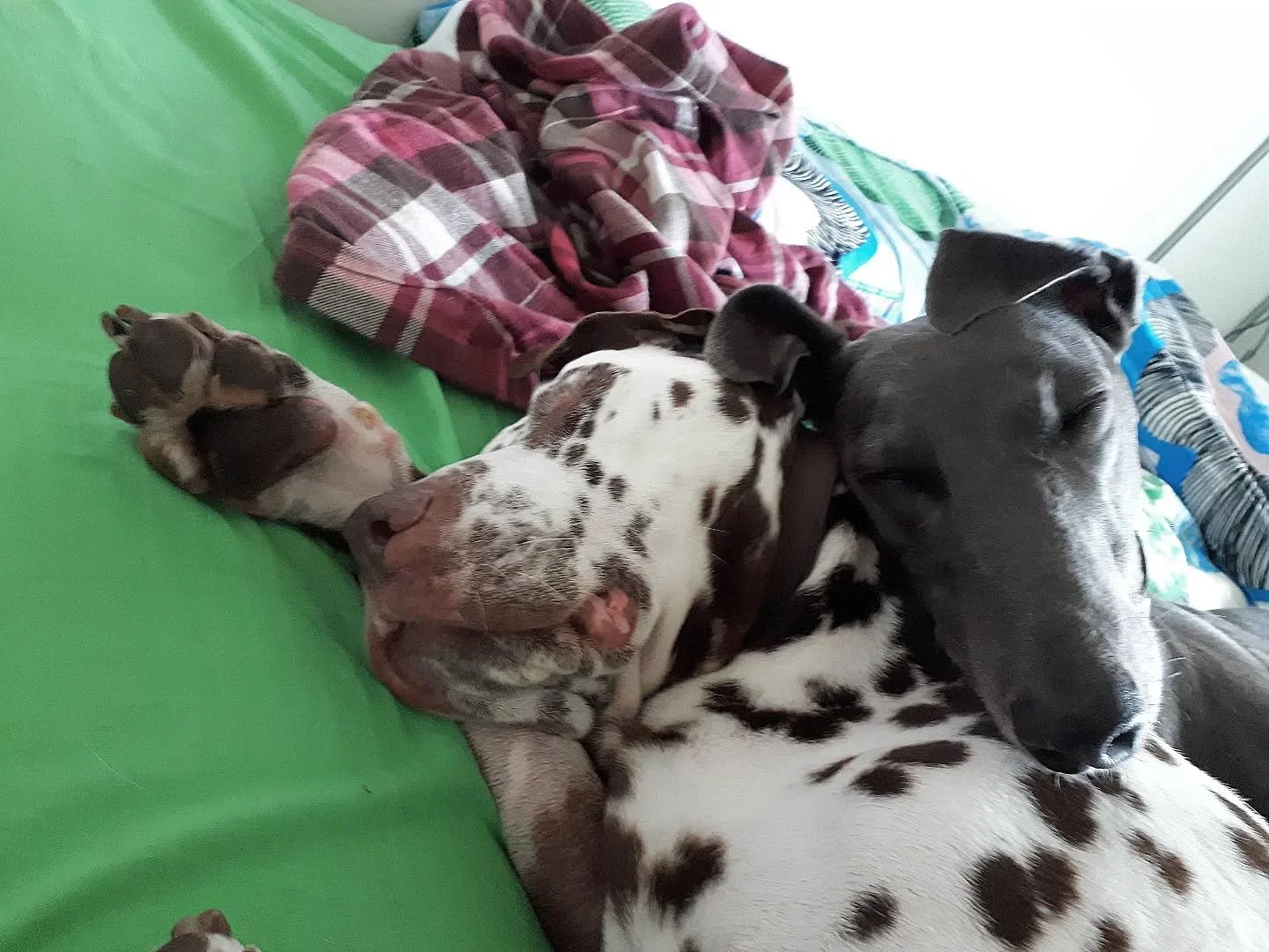 Such a beautiful memory. 
Skyla adored Benjie from the moment she arrived...... it took him a little longer🤣
However, in the end, this.
Dogs. They teach us.
