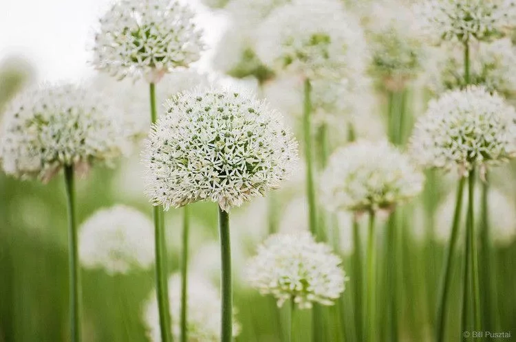 Oltre i Tulipani: Le 10 Varietà di Bulbi Primaverili che Coloreranno il Tuo Giardino