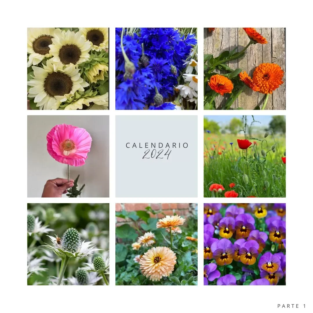 Calendario 2024 dei Fiori: Quando Piantare per un Giardino Rigoglioso - Parte 2