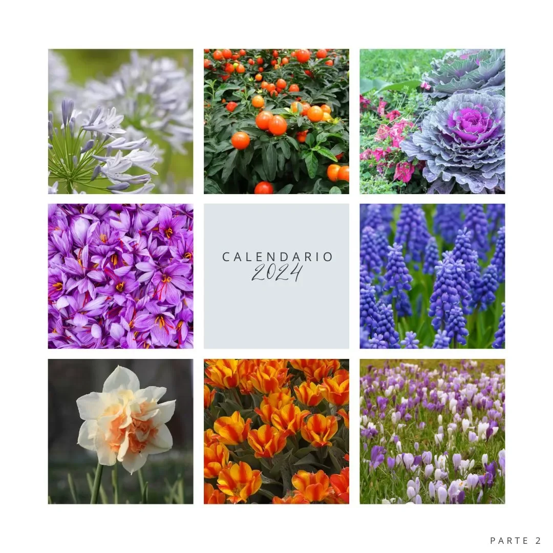 Calendario 2024 dei Fiori: Quando Piantare per un Giardino Rigoglioso - Parte 1