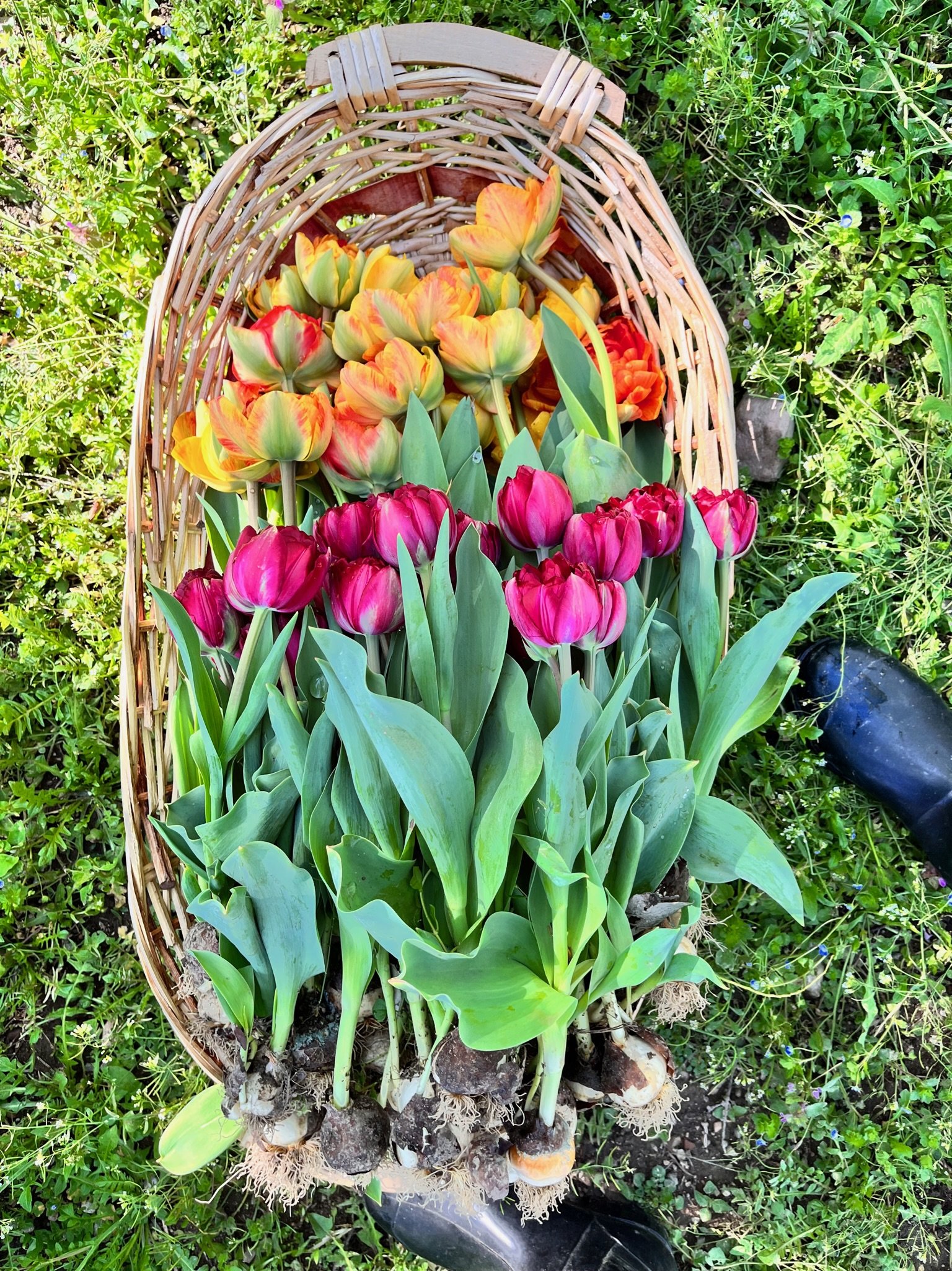 Tulipani dalla A alla Z: I Passi Essenziali per la Piantagione dei Bulbi e la Manutenzione Perfetta