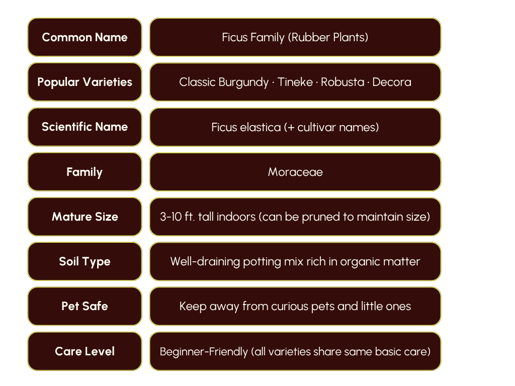 Rubber Tree Family Care Guide — dirt witch