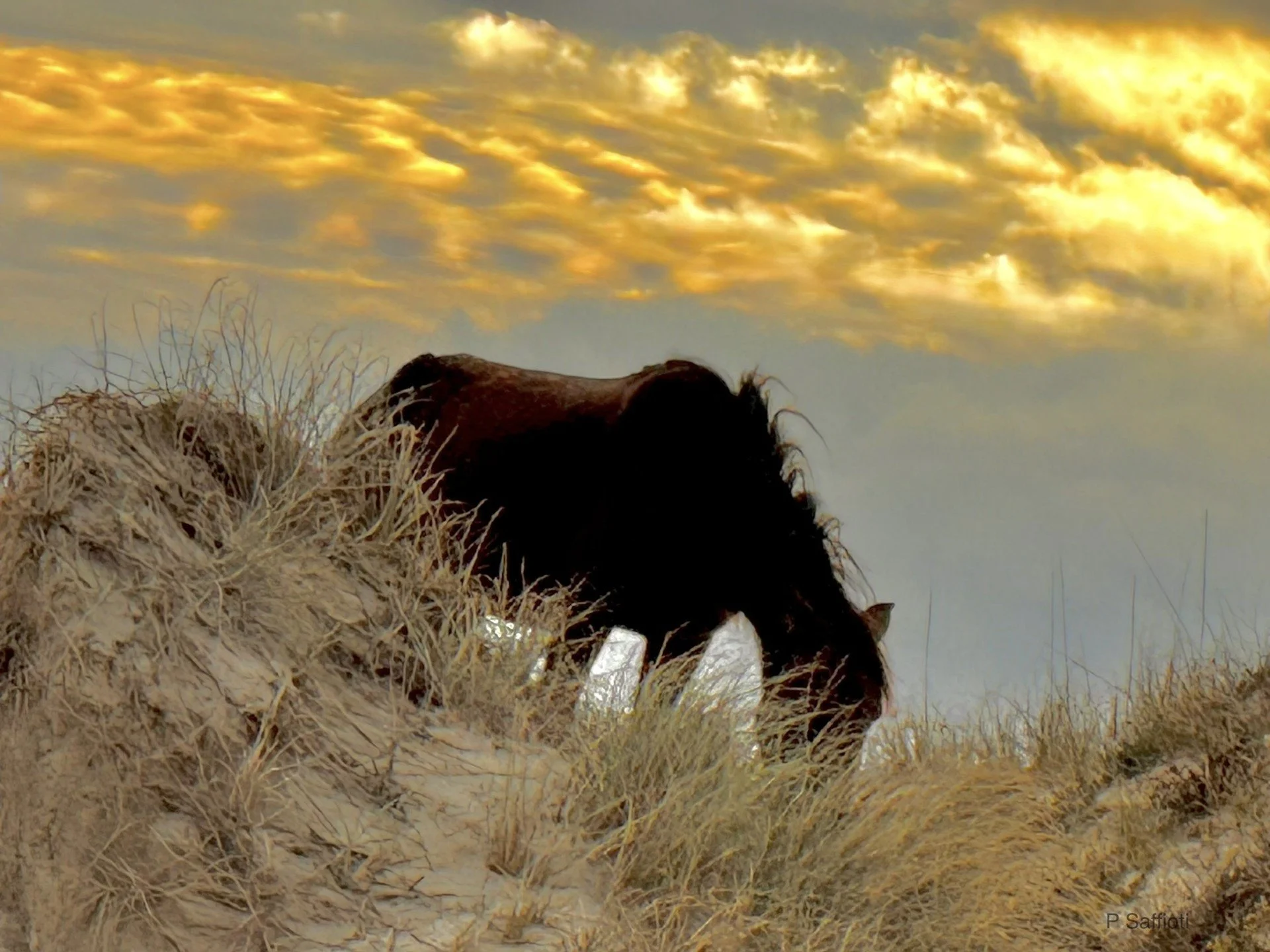 Corolla Wild Horse 4.jpg