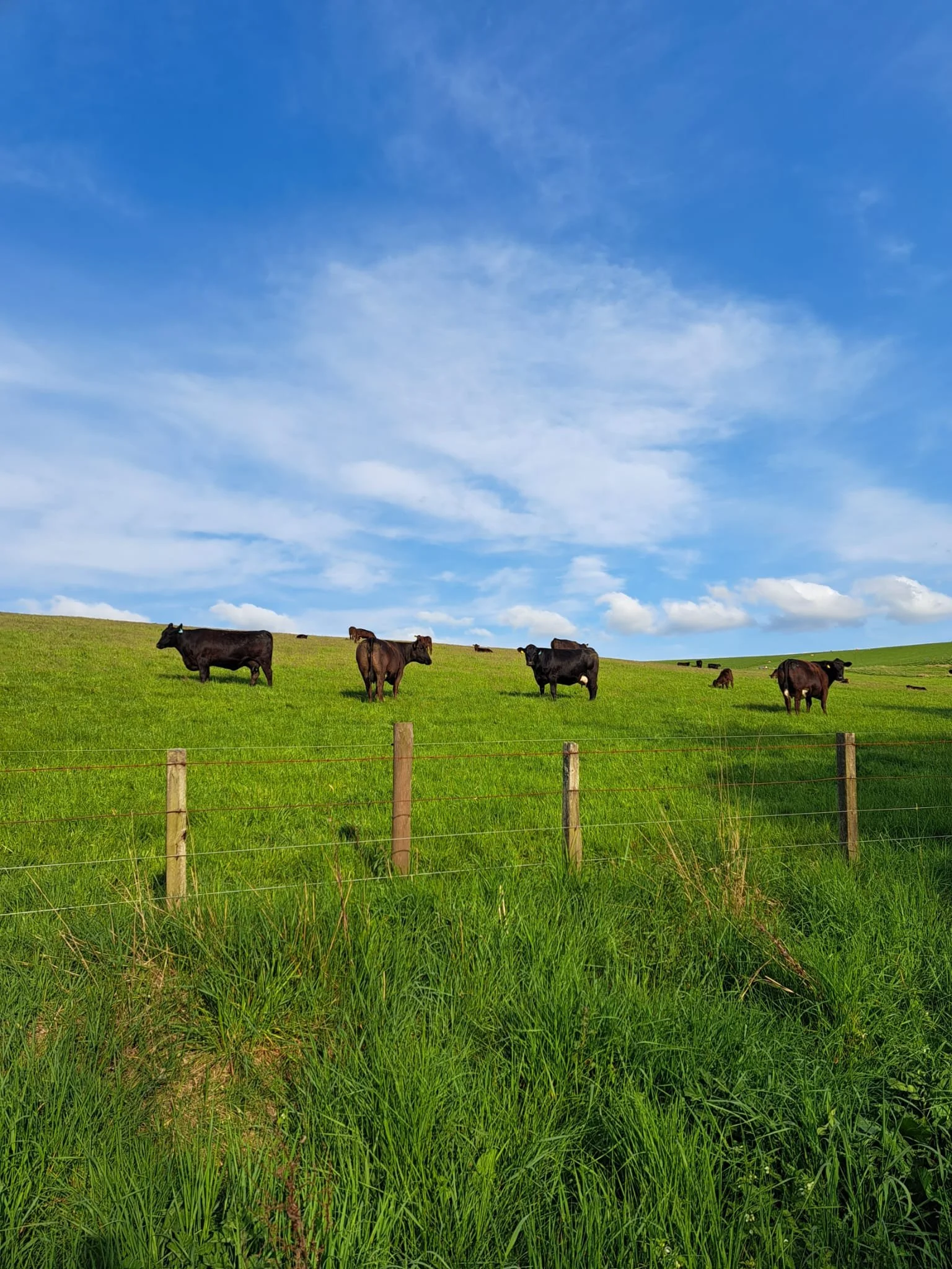 WhatsApp Image 2025-06-10 at 11.17.17_4f026aab.jpg