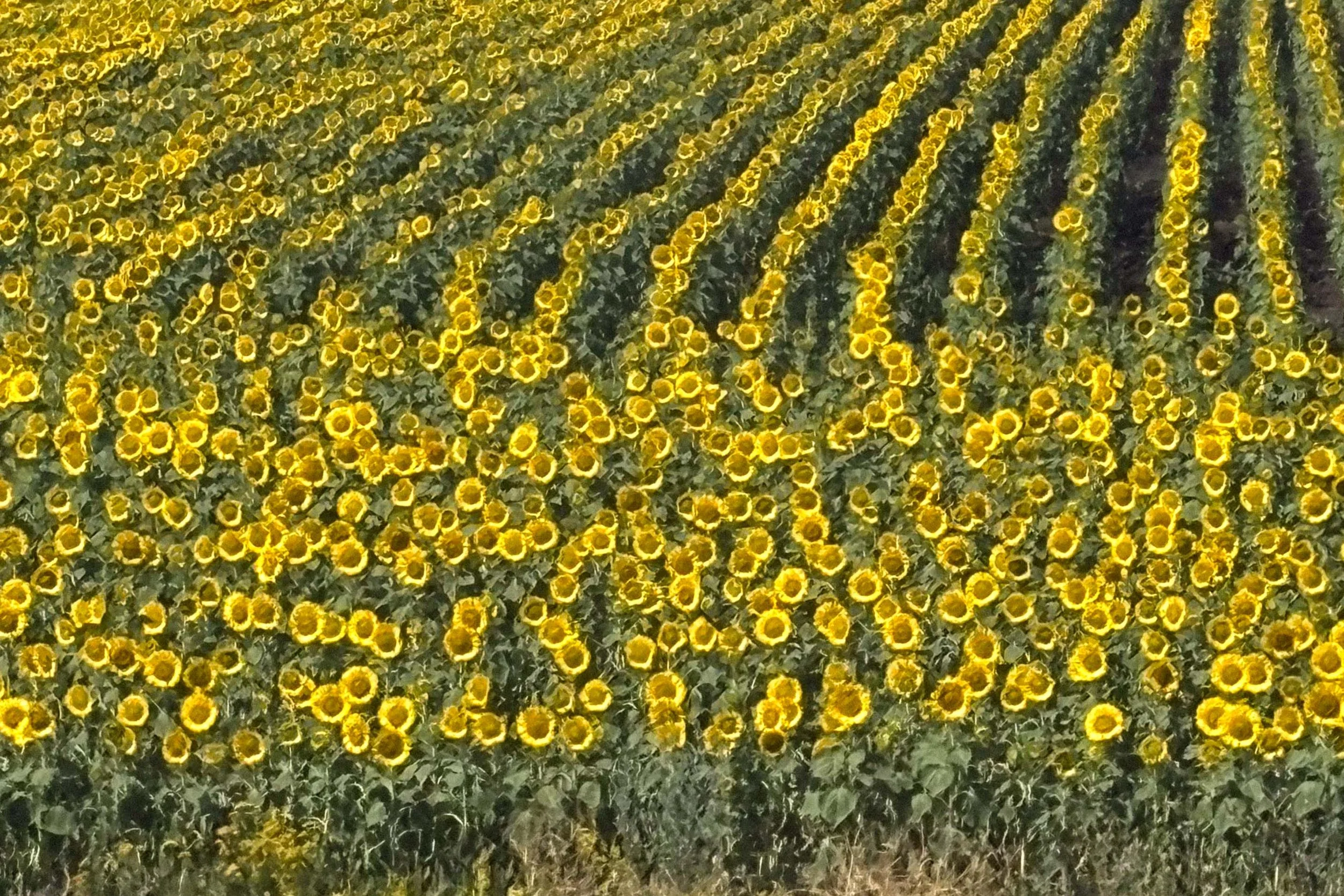 sunflowers copy.jpg