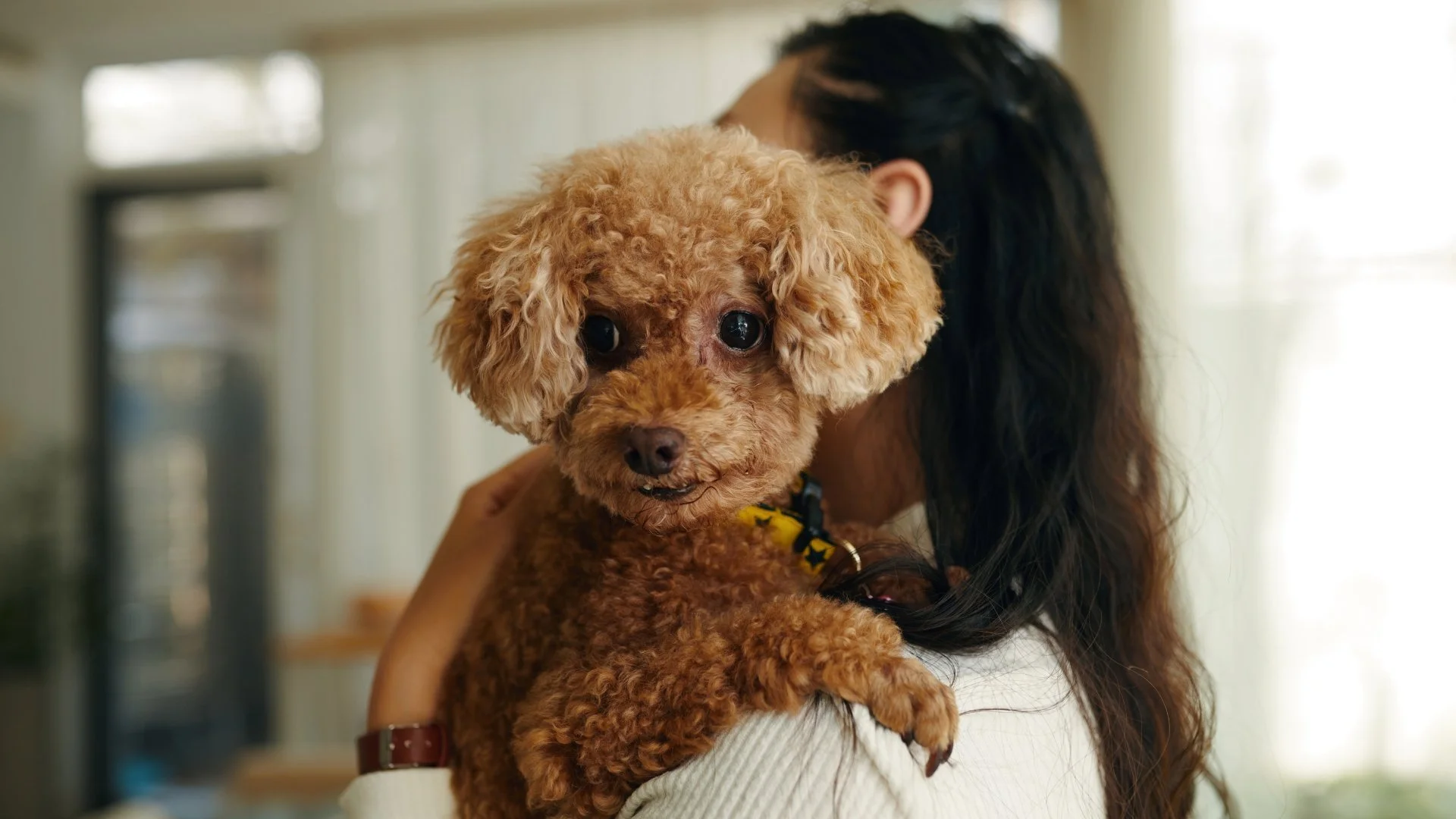 A woman holding a curly-haired apricot poodle close to her face inside a home. The woman has long dark hair and is wearing a white sweater.