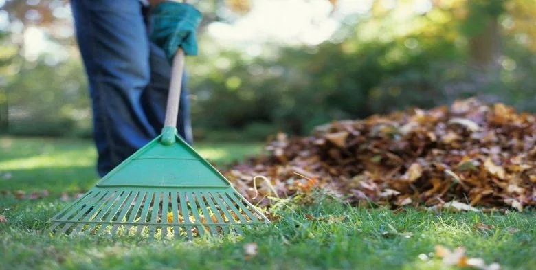 Person raking fallen leaves in a yard during daytime.