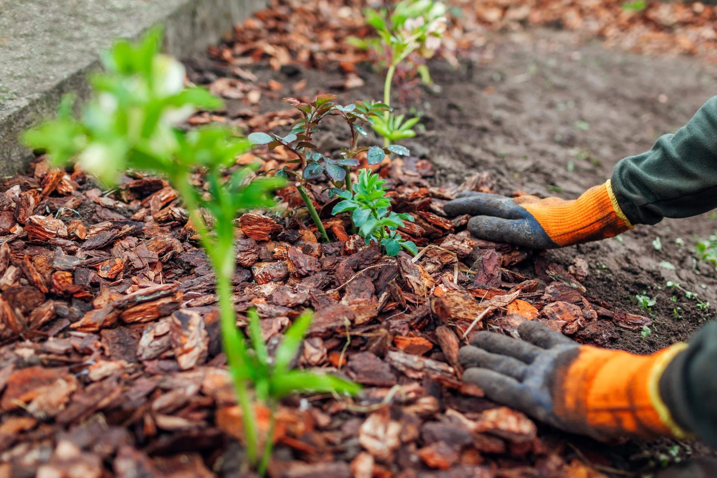 Person planting small green plants in a garden bed with brown mulch, wearing gloves.