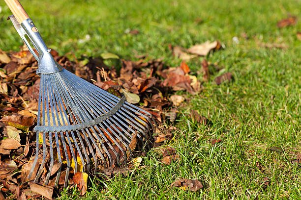Metal garden rake being used to gather fallen leaves in a lawn.