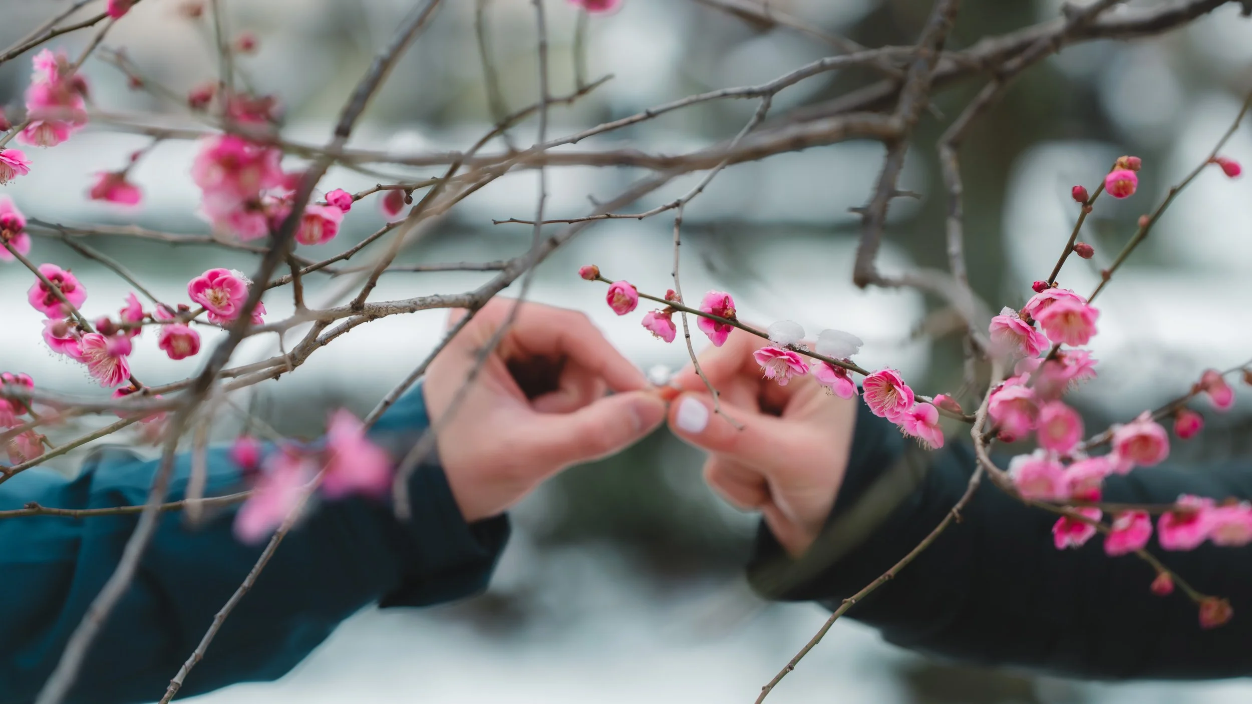 proposal during cherry blossom in Japan