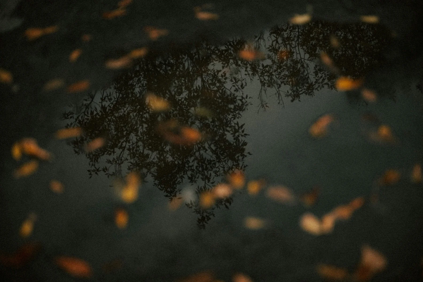 Leaved on water in upstate New York