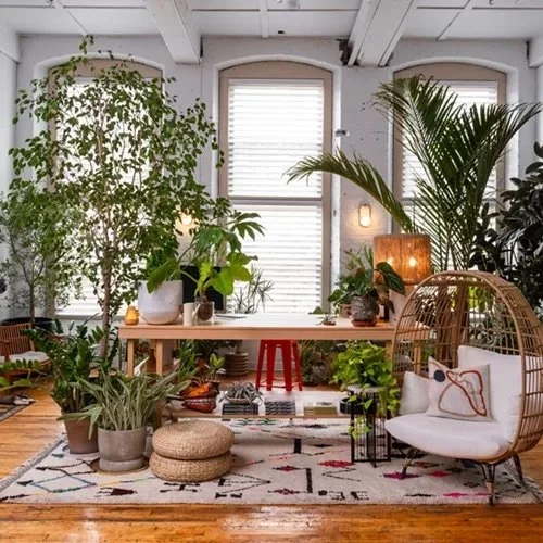 Bright interior room decorated with multiple large indoor plants, a wooden desk, woven pouf, rattan chair with cushion, and patterned rug, with natural light streaming through three windows.