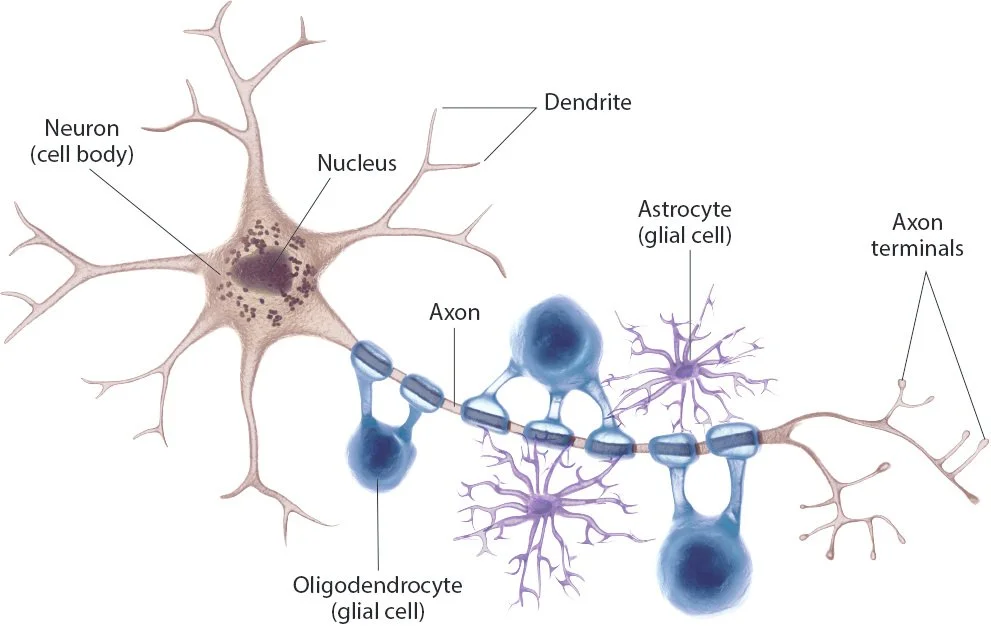 neuron.jpg