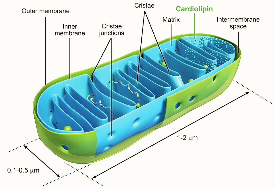 mitochondria.jpg