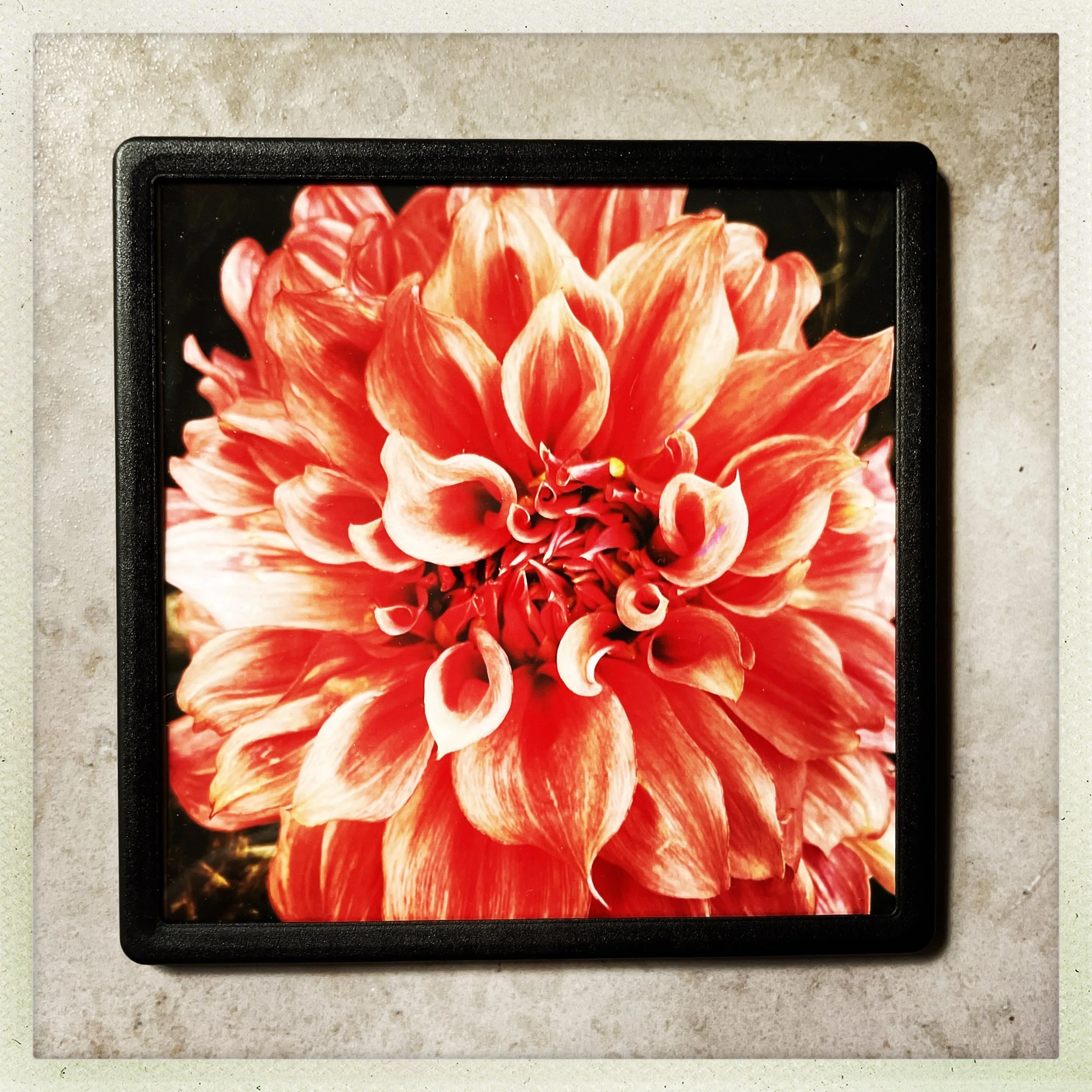 Dahlia magnet 1