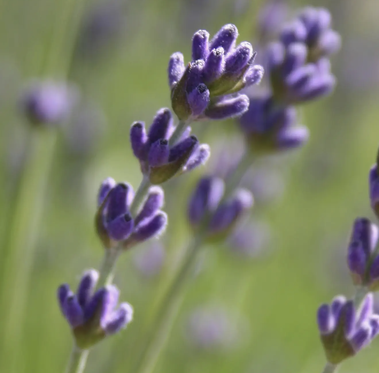 Screenshot 2026-03-11 at 8.37.57 AM.png