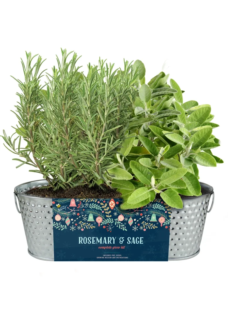 Hammered Holiday Windowsill Herb Kit | Rosemary | Grow Kit