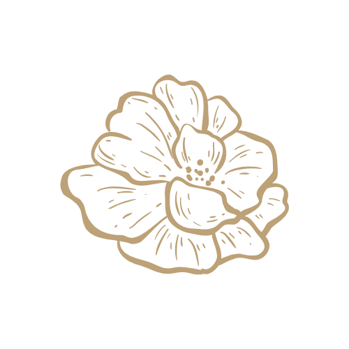Line drawing of a hibiscus flower with detailed petals and stamen
