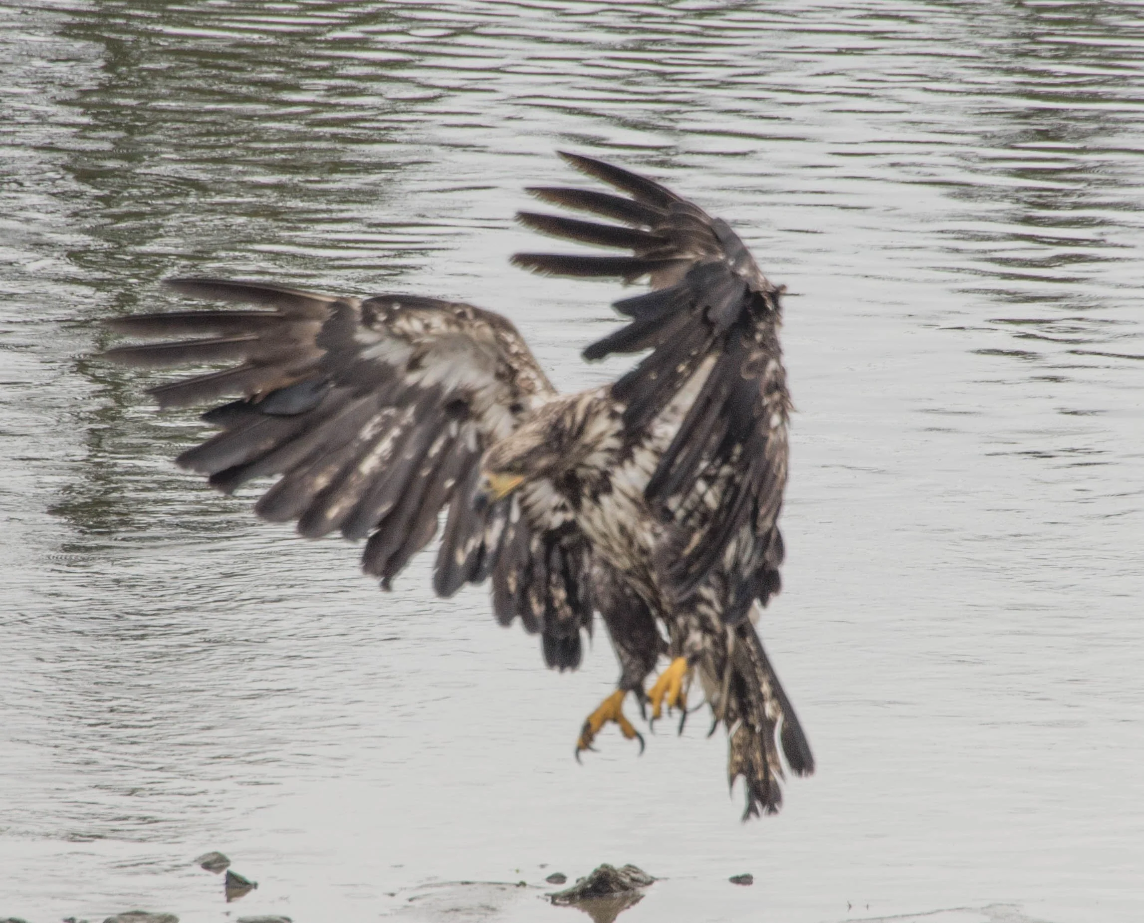 DSC_3384.jpg