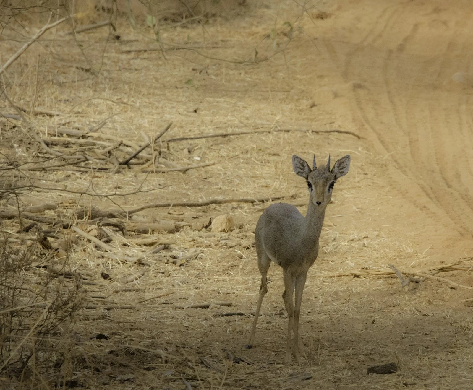Lonesome Steenbok