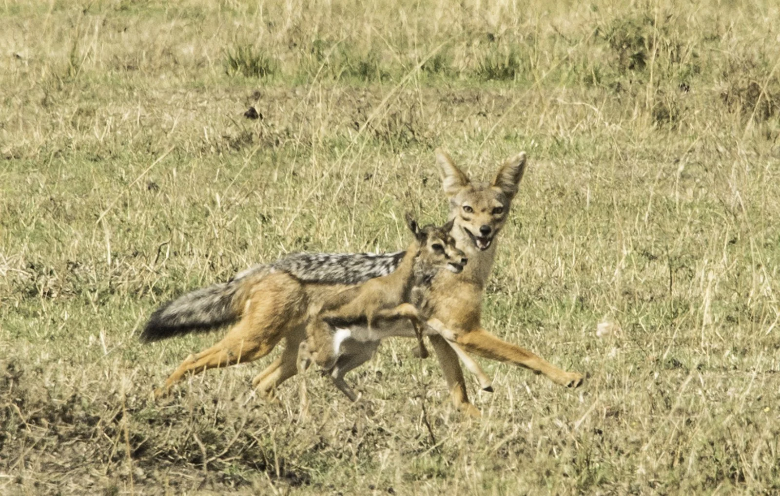 The jackal finds a victim