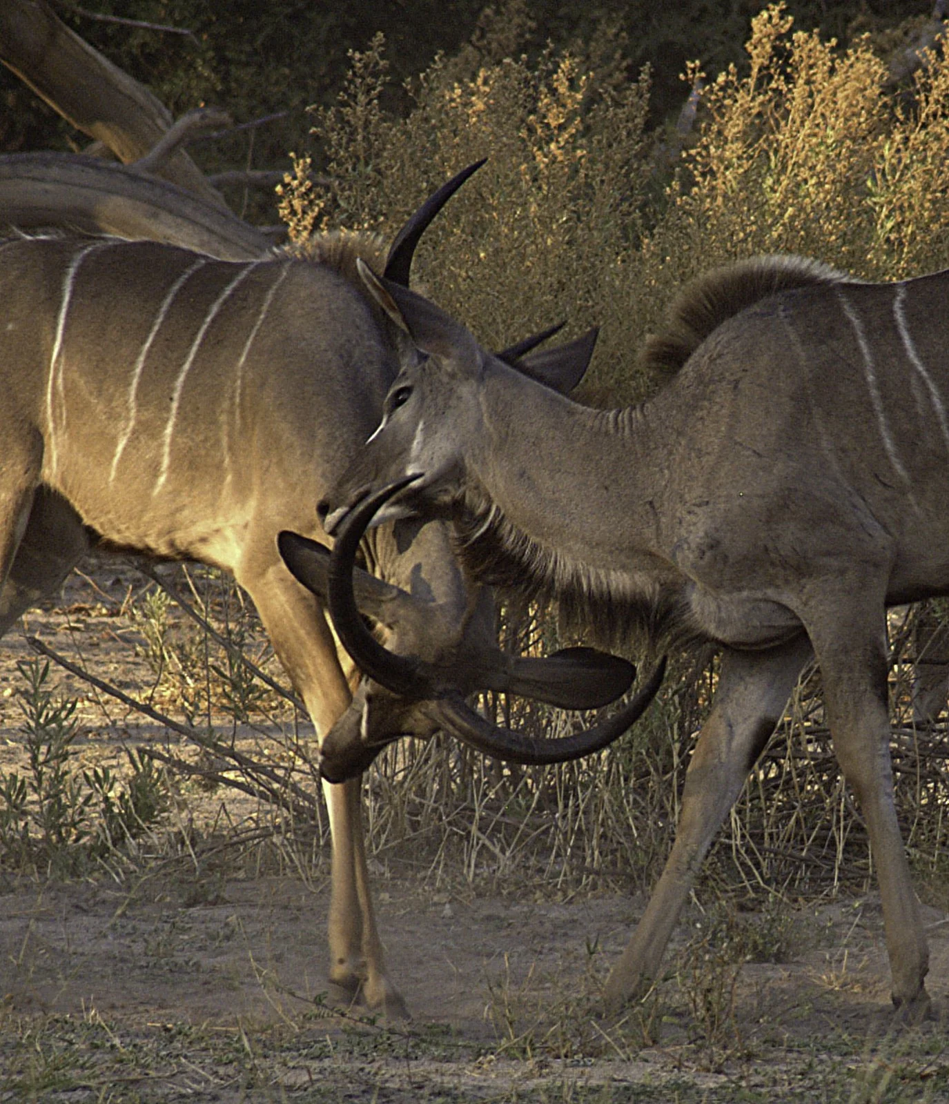 Two young kudu bulls playing