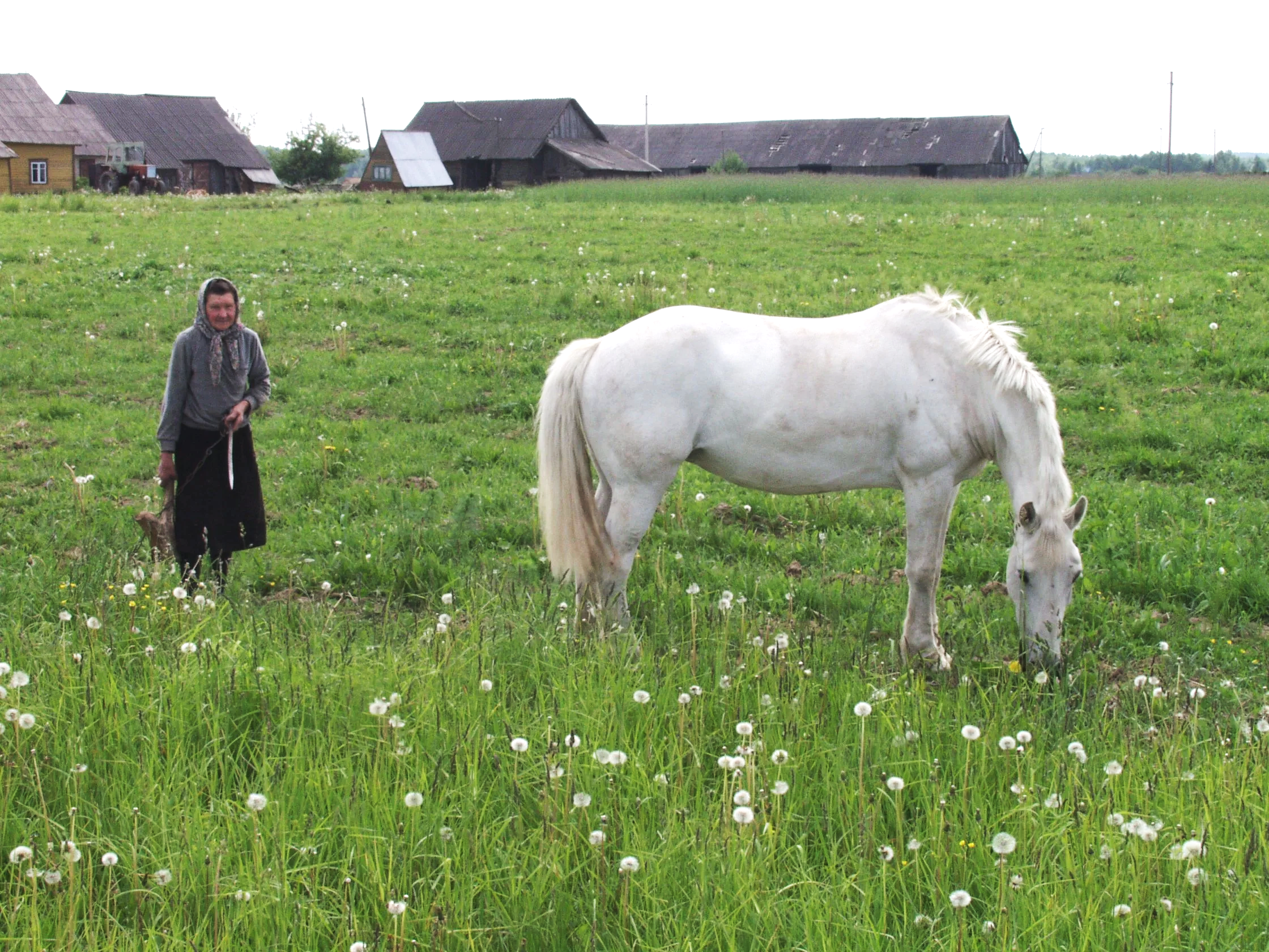 Green fields of Bagaslaviskis  The forest has been cleared